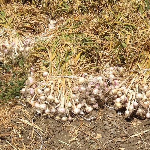 azienda agricola Favuzza