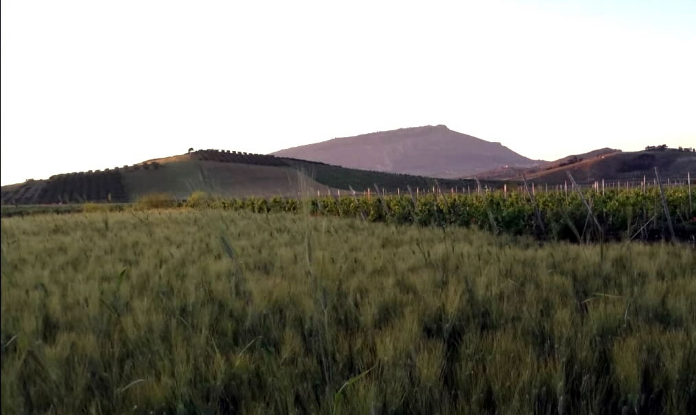 Le campagne dell'azienda Favuzza